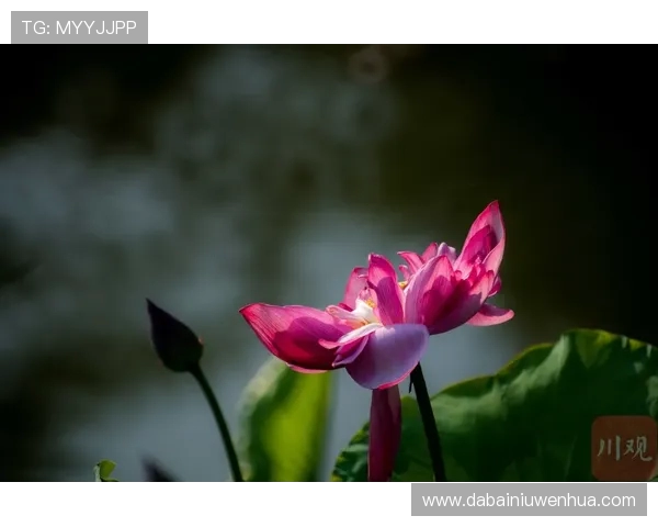 成都滑板队整体压制现象解析与滑板文化的深度探讨